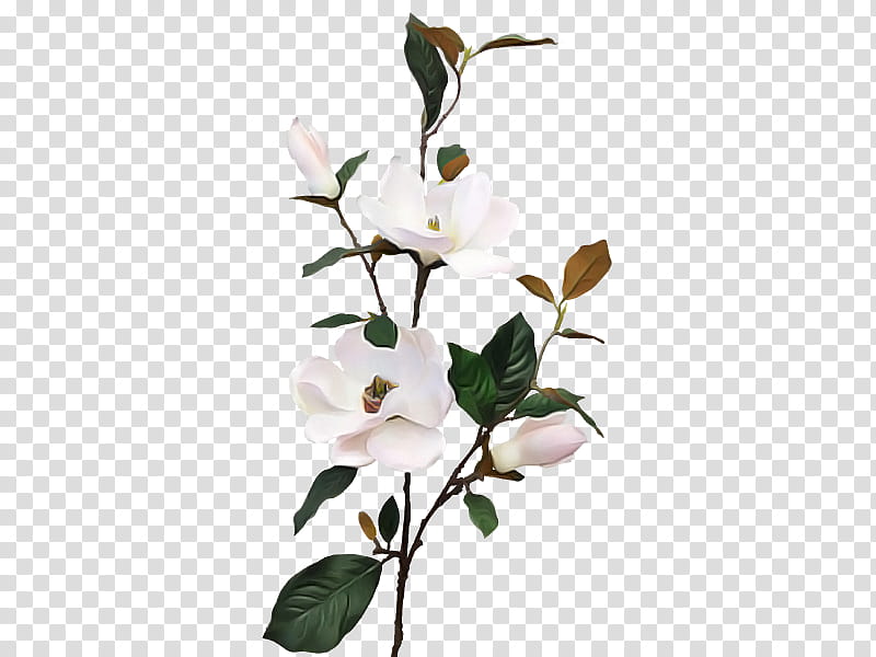 Artificial flower, Branch, Plant, Twig, Magnolia, Cut Flowers, Magnolia Family, Petal transparent background PNG clipart