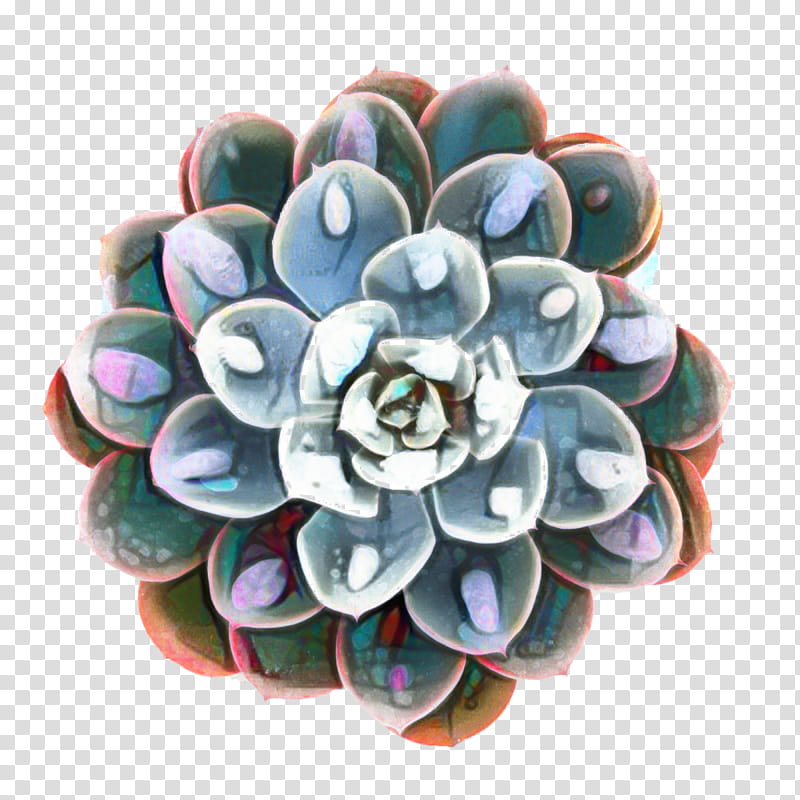 Cactus, Echeveria Peacockii, Succulent Plant, Echeveria Elegans, Plants, Rosette, Echeveria Lilacina, Echeveria Derenbergii transparent background PNG clipart