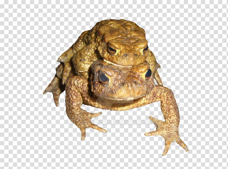Frog, Amphibians, Toad, American Bullfrog, True Frog, Animal, Artist, True Toad transparent background PNG clipart