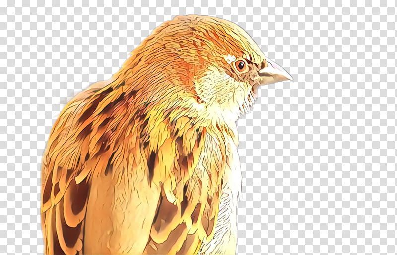 Feather, Bird, Beak, Finch, Fur, Falconiformes, Perching Bird transparent background PNG clipart