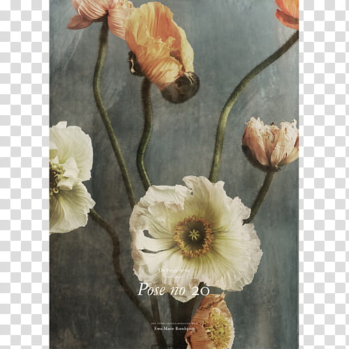Background Floral, Floral Design, Poppy, Number, Plants, Personal Identification Number, House, Shed, Vase, Book transparent background PNG clipart