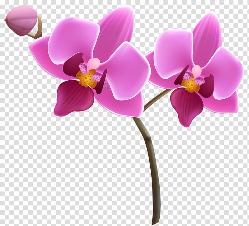 Flowers, Orchids, Barnett Wood Infant School, Plant, Orchidelirium, Plant Stem, Blog, Flower Bouquet, Yellow, Lei transparent background PNG clipart