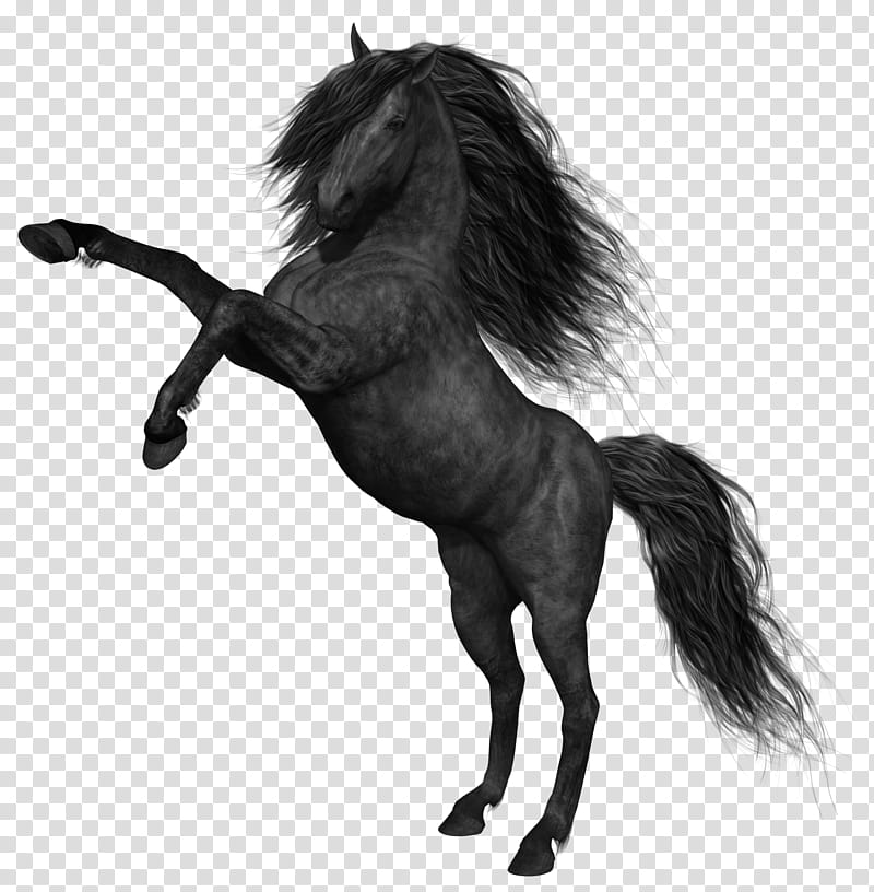Unicorn, Mustang, Black, Pony, Horse, White, Black Stallion, Mane transparent background PNG clipart