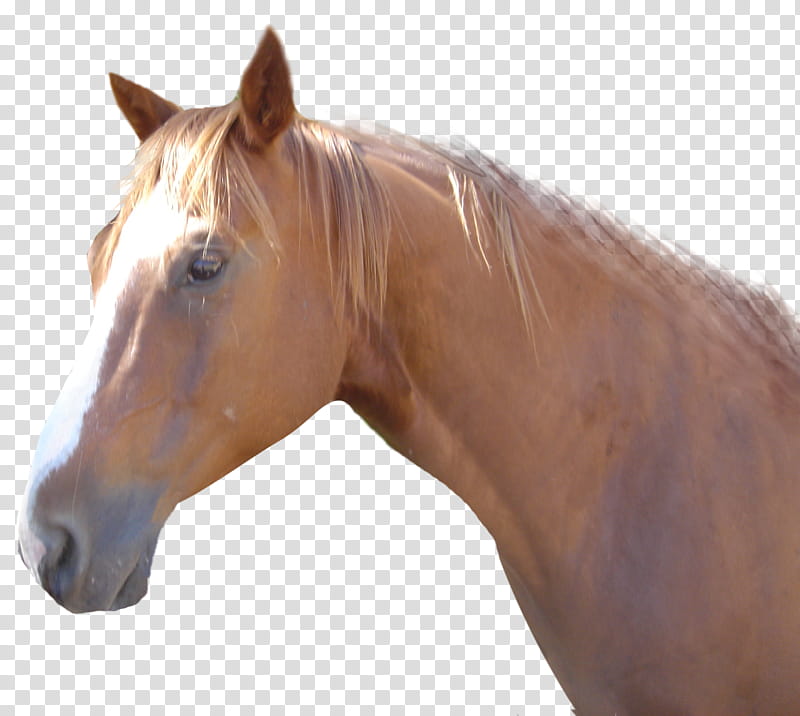 Chestunut Head Cutout, brown horse transparent background PNG