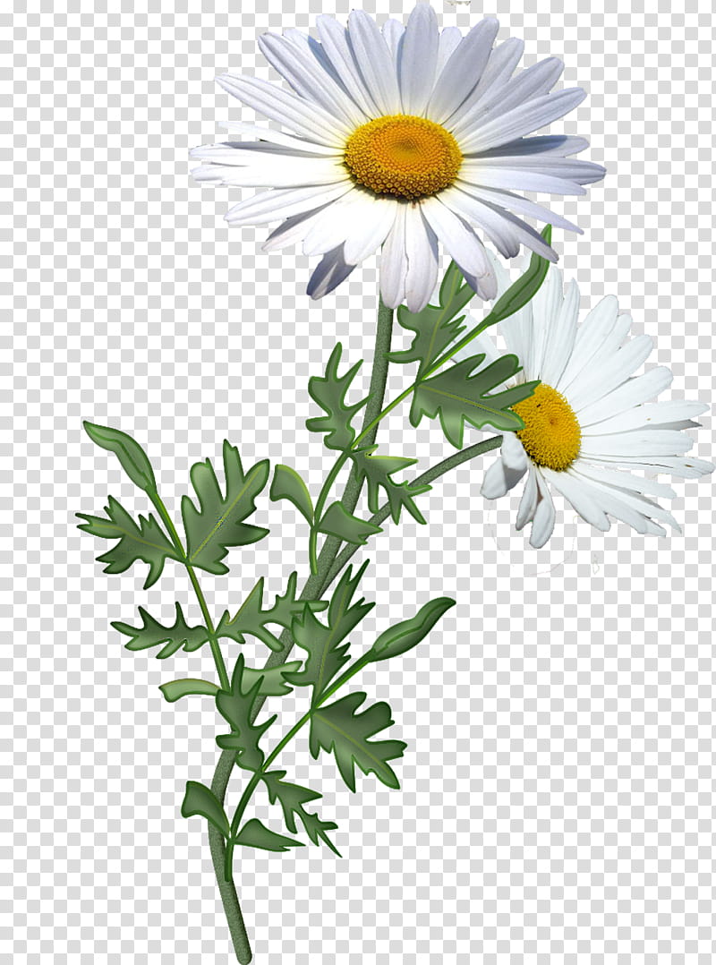 Flowers, two white daisies transparent background PNG clipart