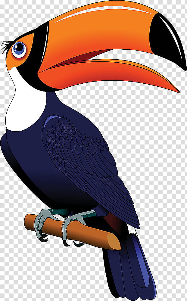 bird toucan beak hornbill piciformes transparent background PNG clipart