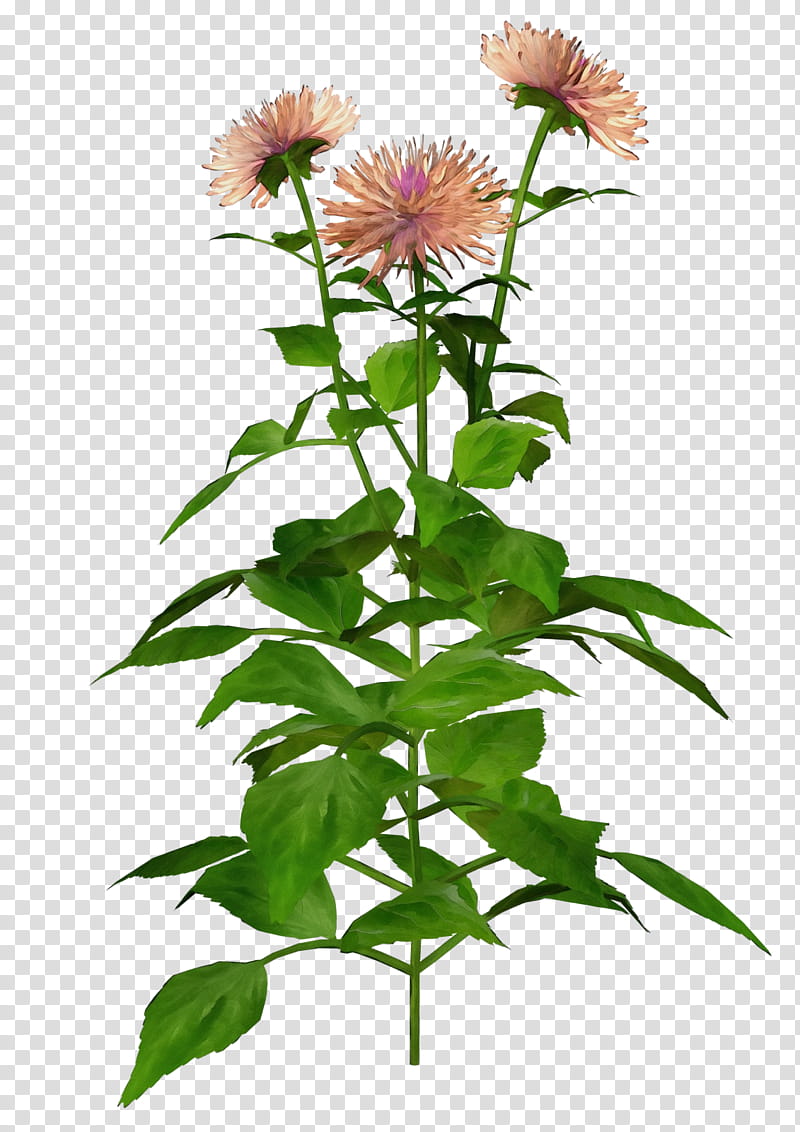 flower plant distaff thistles plant stem china aster, Watercolor, Paint, Wet Ink, Perennial Plant transparent background PNG clipart