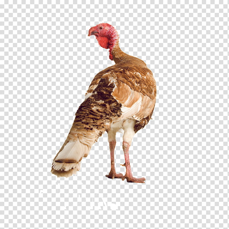 Thanksgiving Turkey, Domestic Turkey, Chicken, Turkey Meat, Poultry, Food, Wild Turkey, Beak transparent background PNG clipart