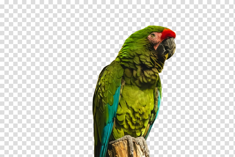 Colorful, Parrot, Bird, Exotic Bird, Tropical Bird, Apple Iphone 7 Plus, Budgerigar, IPhone 6s Plus transparent background PNG clipart