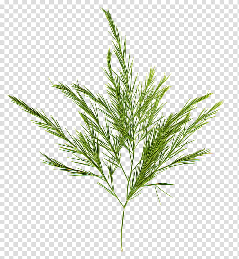 Rosemary, White Pine, Plant, Grass, Leaf, Red Juniper, Grass Family, Red Pine transparent background PNG clipart
