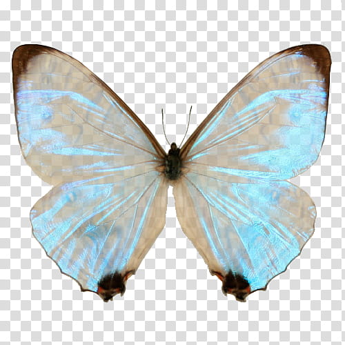 Full, white and blue butterfly transparent background PNG clipart