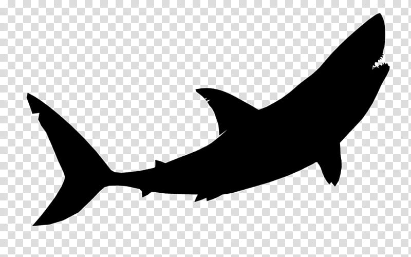 Great White Shark, Tiger Shark, Baby Shark, Bull Shark, Shark Finning, Whale Shark, Shark Attack, White Sharks transparent background PNG clipart