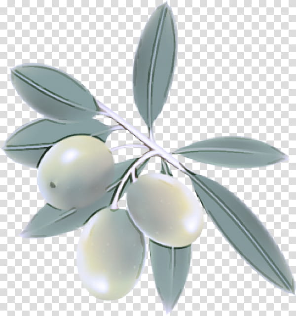 olive leaf plant tree fruit, Flower, Metal, Silver, Olive Family transparent background PNG clipart