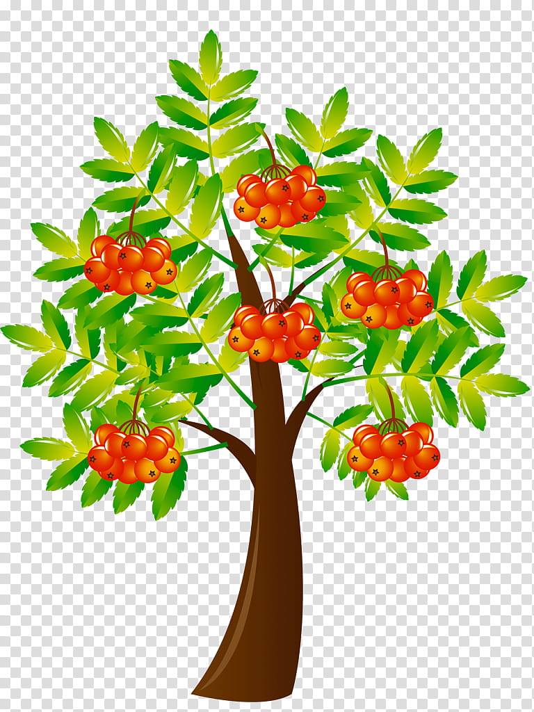 Holly Leaf, Drawing, Painting, Rowan, Plant, Tree, Flower, Woody Plant transparent background PNG clipart