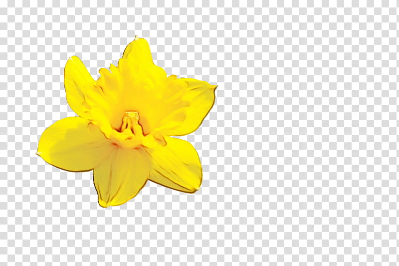 Yellow Flower, Narcissus, Petal, Plant, Herbaceous Plant, Evening Primrose, Wood Sorrel Family, Amaryllis Family transparent background PNG clipart