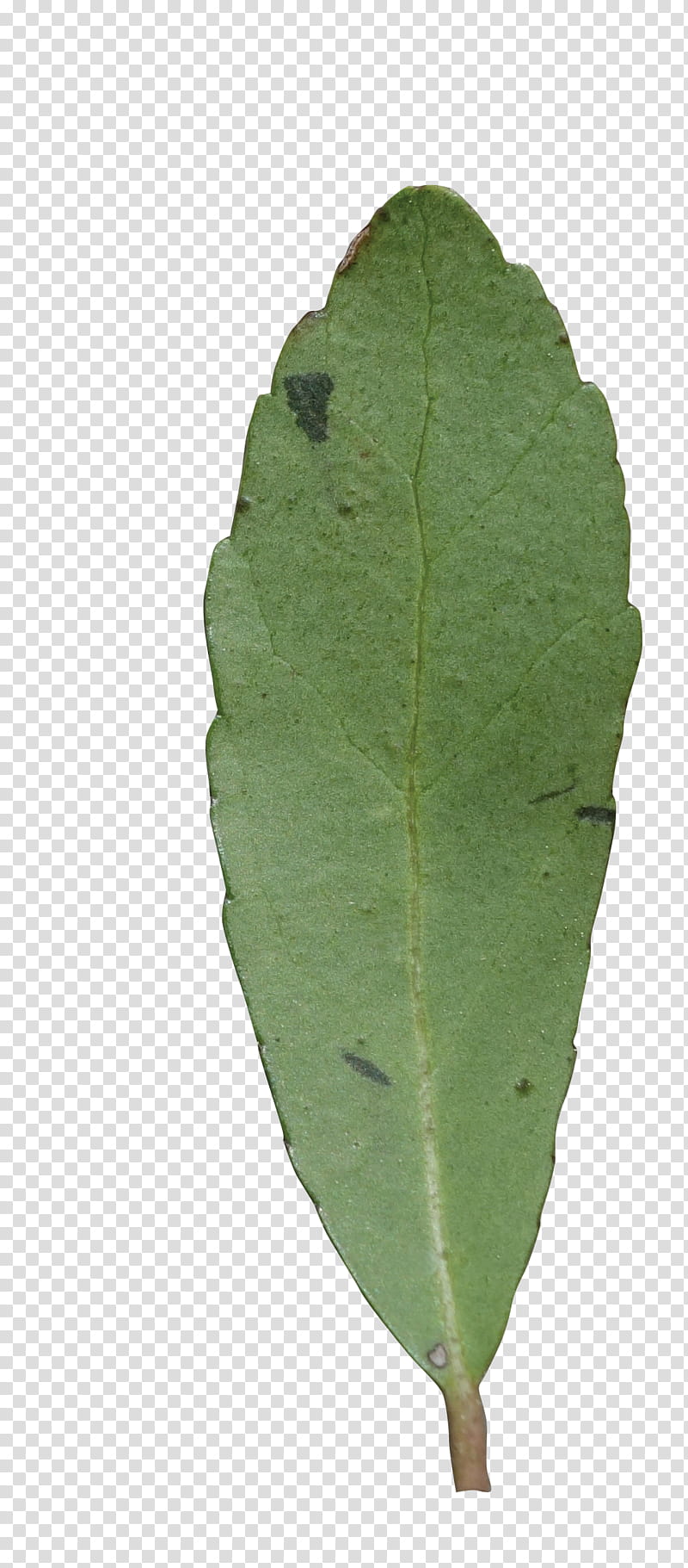 Green Leaf, Plant Pathology, Plants, Flower, Tree transparent background PNG clipart
