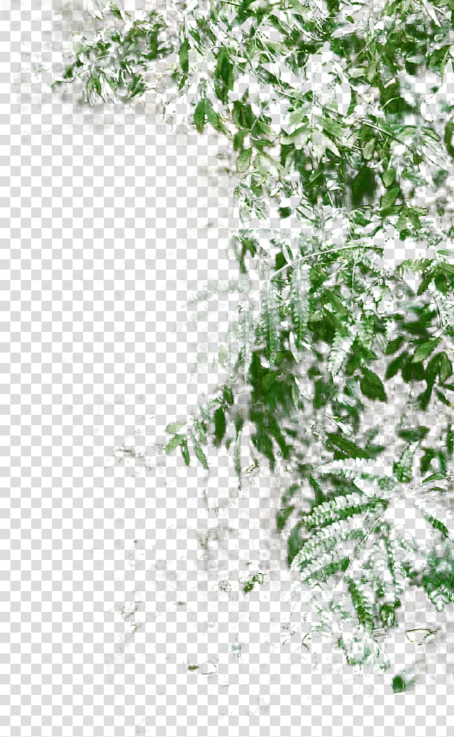 Bamboo, green leaf illustration transparent background PNG clipart