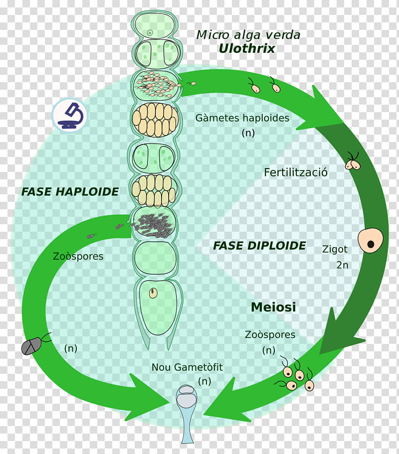 Green Circle, Biological Life Cycle, Biology, Ulothrix, Chara, Green Algae, Protist, Archaeplastida transparent background PNG clipart