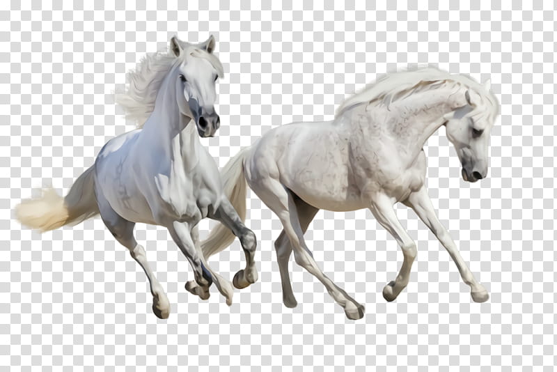 horse animal figure stallion figurine toy, Mare, Mane, Mustang Horse, Foal, Statue transparent background PNG clipart
