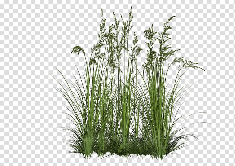 Grass , green grass transparent background PNG clipart