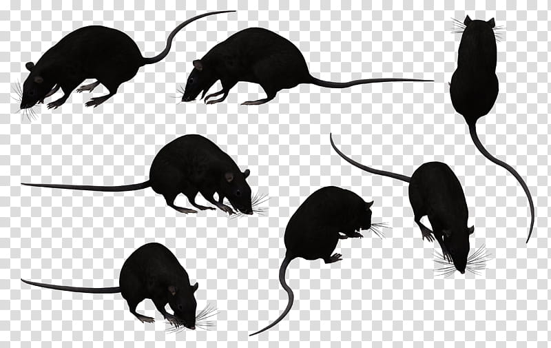 Black Rat Set , black rodents transparent background PNG clipart