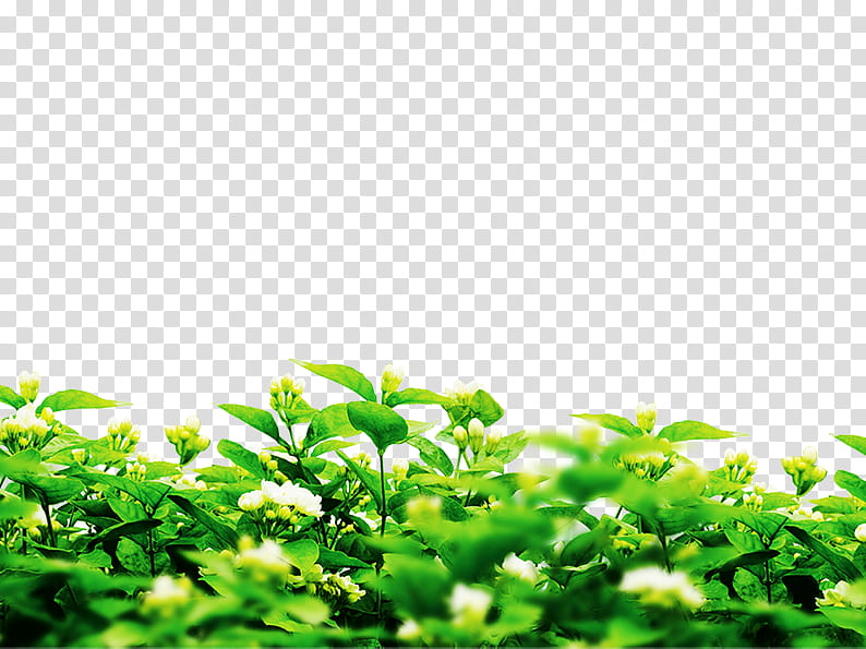 Leaf Green Tea, Microsoft PowerPoint, Plants, Chart, Flower, Grass, Herb, Plantation transparent background PNG clipart