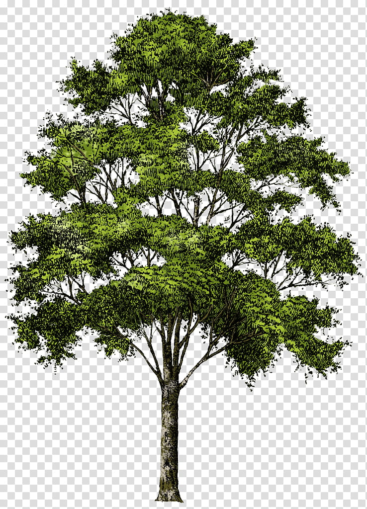 Family Tree, Rendering, Plant, White Pine, Woody Plant, Red Pine, Lodgepole Pine, American Larch transparent background PNG clipart