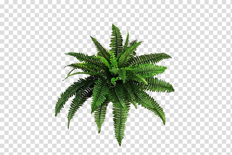 NATURE S ARCHIVES, green fern plant transparent background PNG clipart