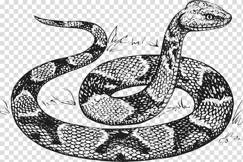 rattlesnake black and white clipart