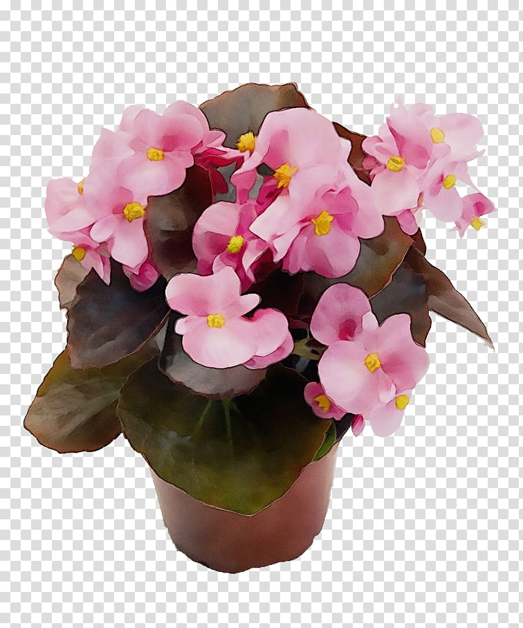 flower flowering plant plant pink flowerpot, Watercolor, Paint, Wet Ink, Petal, Violet, Houseplant, Begonia transparent background PNG clipart