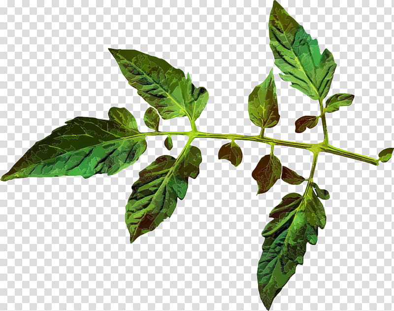 Cartoon Nature, Leaf, Tomato Juice, Plants, Branch, Black Krim, Food, Vegetable transparent background PNG clipart