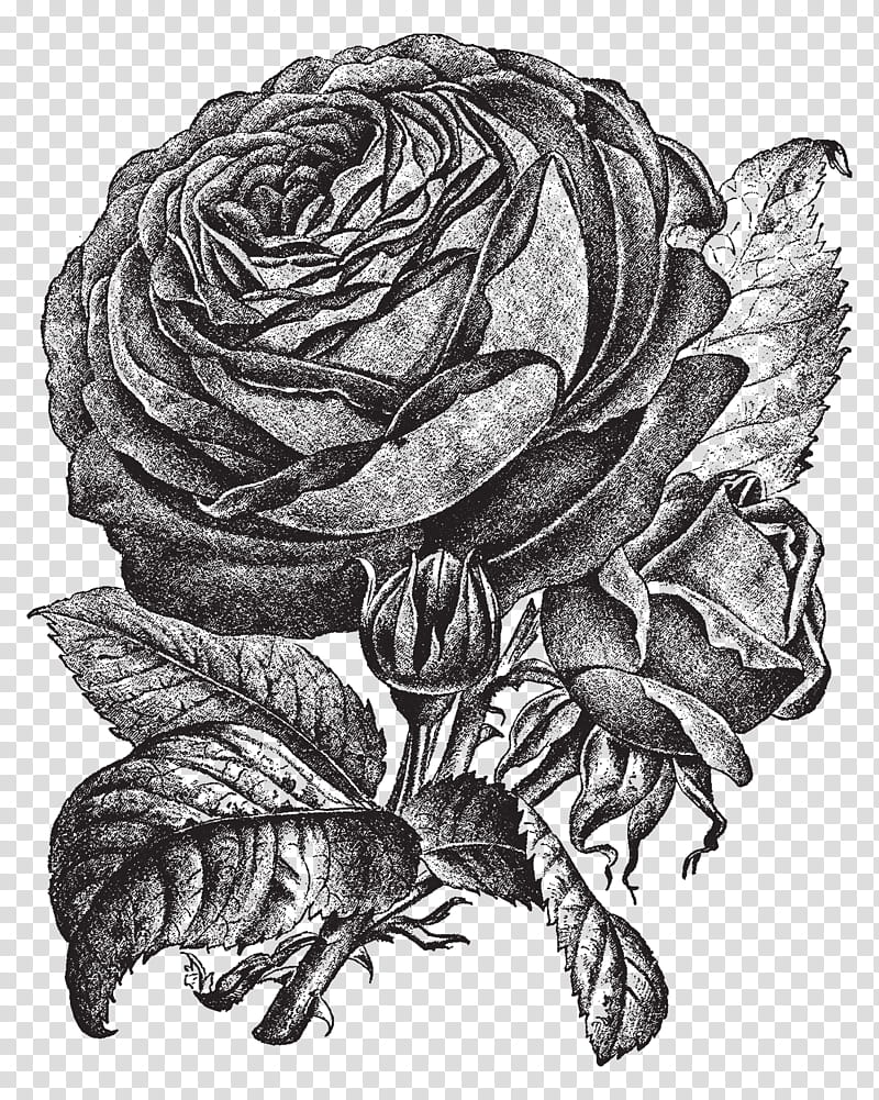S.A.V.I Temporary Tattoo Stickers, 3 Big Rose Flowers Leaves Design For  Men, Women Size 21x11cm - 1Pc. : Amazon.in: Beauty