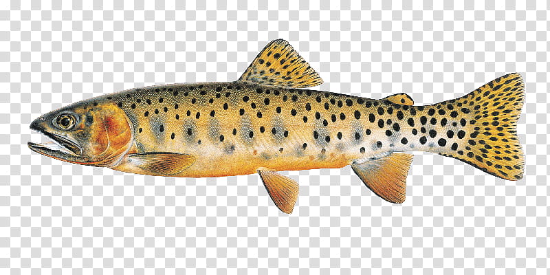 Mountains, Trout, Salmon, Cutthroat Trout, Blackfoot River, Colorado River, Greenback Cutthroat Trout, Colorado Trout Unlimited transparent background PNG clipart