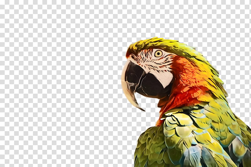 bird parrot beak macaw parakeet, Watercolor, Paint, Wet Ink, Budgie, Perico, Wildlife, Adaptation transparent background PNG clipart