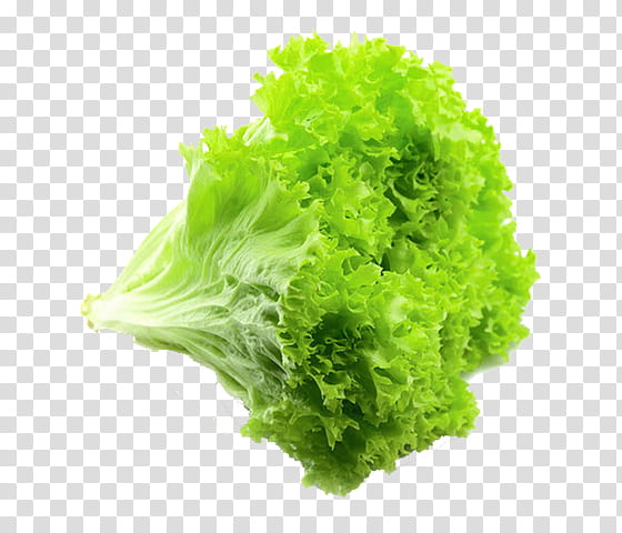 Green Grass, Salad, Red Leaf Lettuce, Iceberg Lettuce, Vegetable, Romaine Lettuce, Butterhead Lettuce, Celtuce transparent background PNG clipart