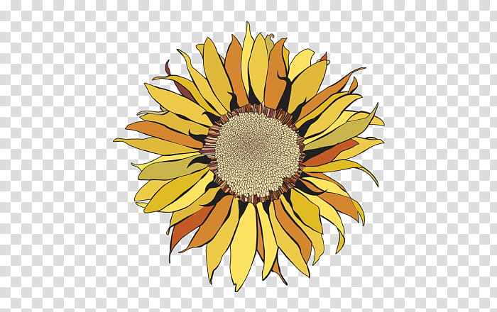Flowers, Common Sunflower, Sunflower Seed, Petal, Plants, Sunflowers, Cut Flowers, Sepal transparent background PNG clipart