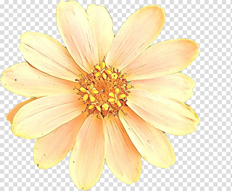 petal flower yellow plant daisy family, Cartoon, Closeup, Wildflower, Pollen, Gerbera transparent background PNG clipart