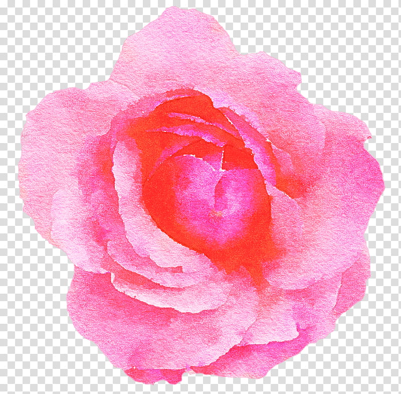 Garden roses, Pink, Petal, Flower, Rose Family, Hybrid Tea Rose, Plant, Floribunda transparent background PNG clipart