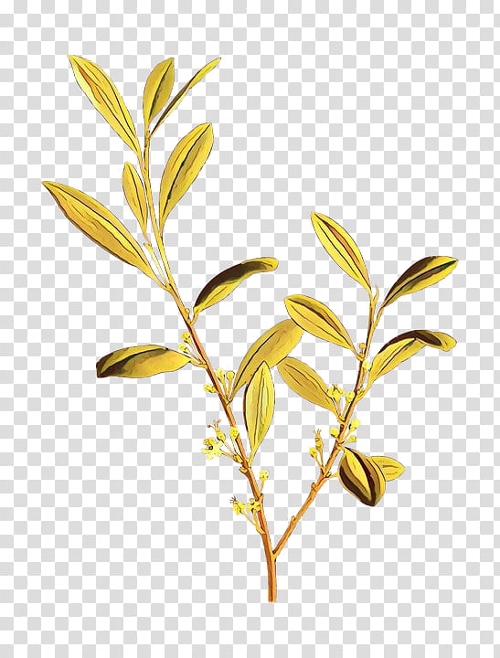 Paper Flower, Hacer, Catalan Language, Hispaniola, Twig, Book, Crossword, Plant Stem transparent background PNG clipart