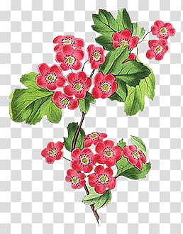 red flowers transparent background PNG clipart