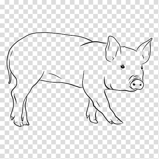 Pig, Pig Farming, Snout, Pigs Ear, Line Art, Drawing, Hoof, Live transparent background PNG clipart