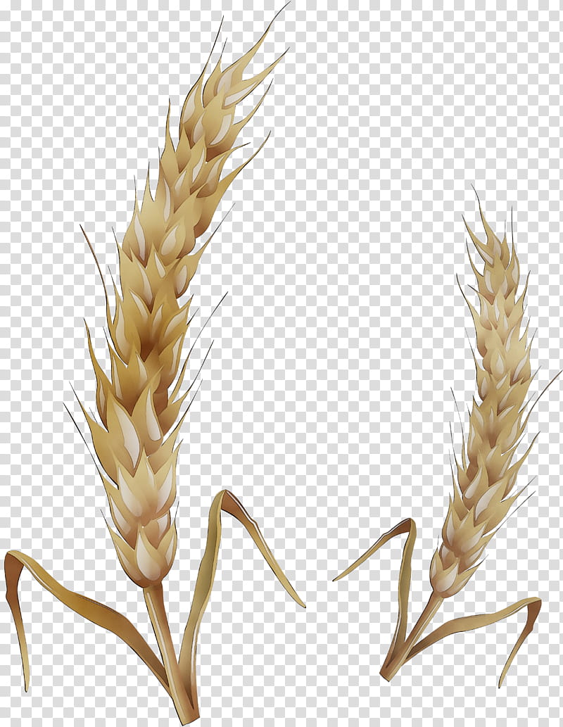 Wheat, Emmer, Spelt, Einkorn Wheat, Triticale, Grain, Cereal Germ, Semolina transparent background PNG clipart