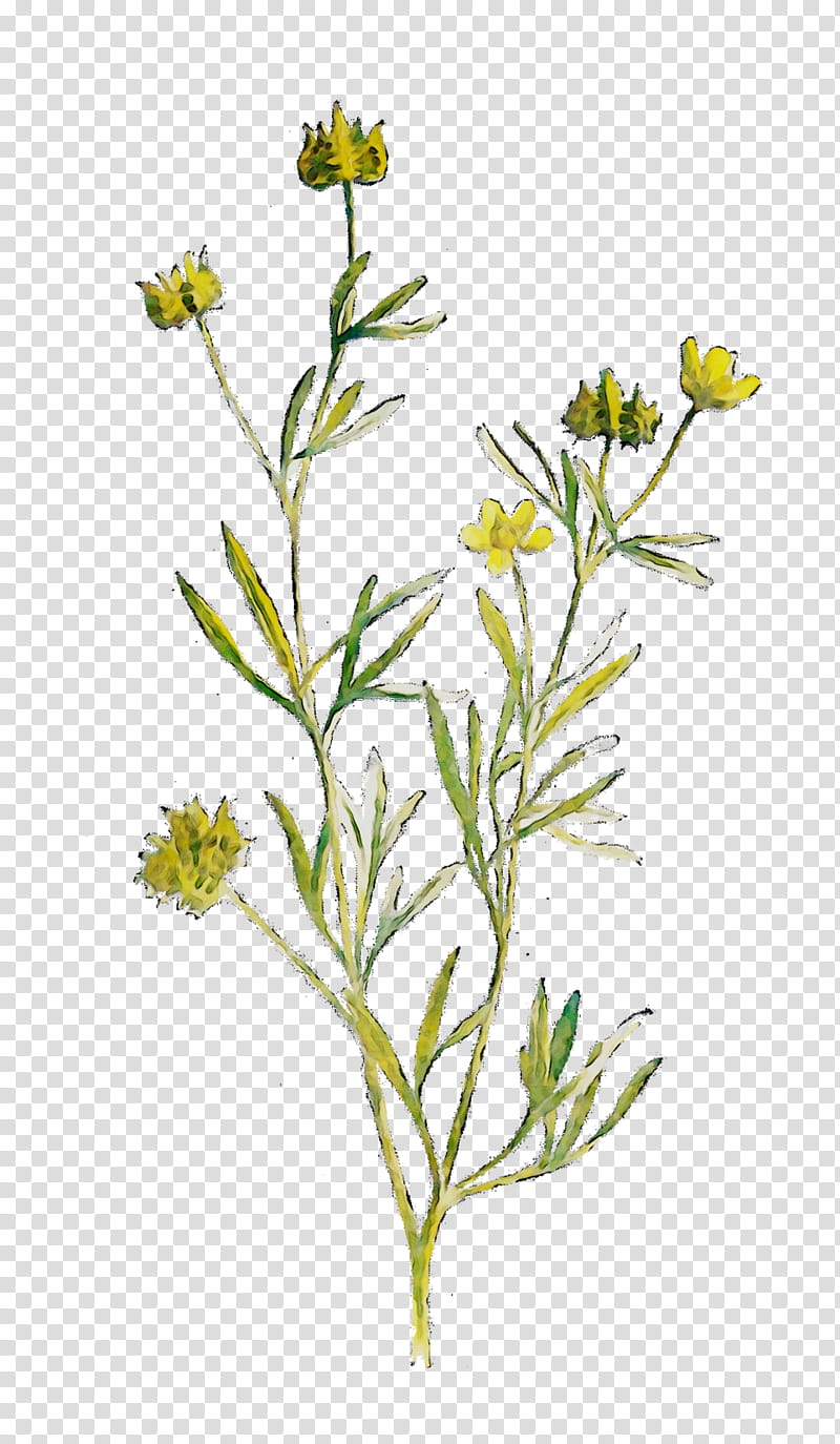 Chamomile Flower, Twig, Plant Stem, Mustard, Subshrub, Herb, Plants, Perennial Plant transparent background PNG clipart