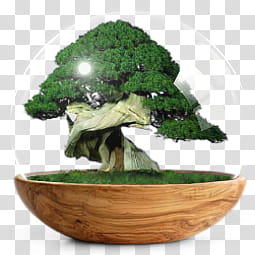 Sphere   the new variation, bonsai inside clear glass container transparent background PNG clipart