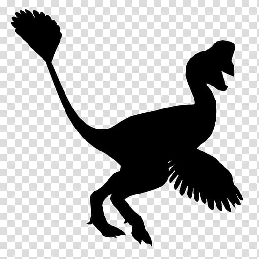 Bird Silhouette, Duck, Cygnini, Goose, Ducks, Velociraptor, Tyrannosaurus, Feather transparent background PNG clipart