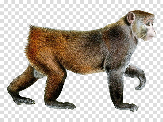 Monkey, Old World Monkeys, Baboons, Monkey Selfie, Celebes Crested Macaque, Wildlife, Cougar, New World Monkey transparent background PNG clipart