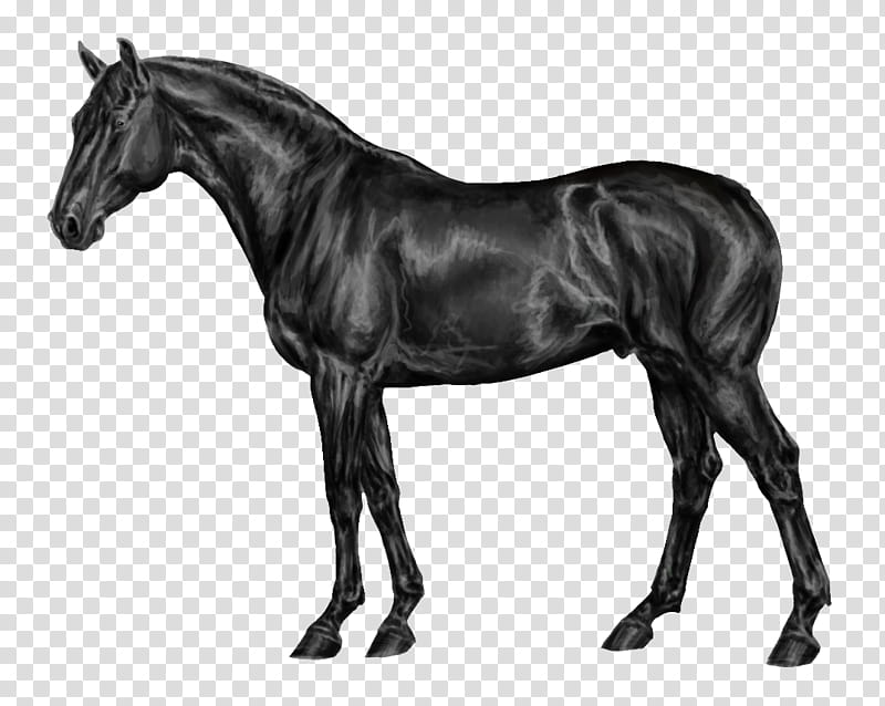 FREE Greyscale WB Stallion, adult black horse transparent background PNG clipart