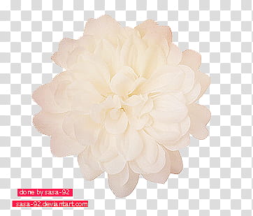 Flowers s, white mums flower transparent background PNG clipart