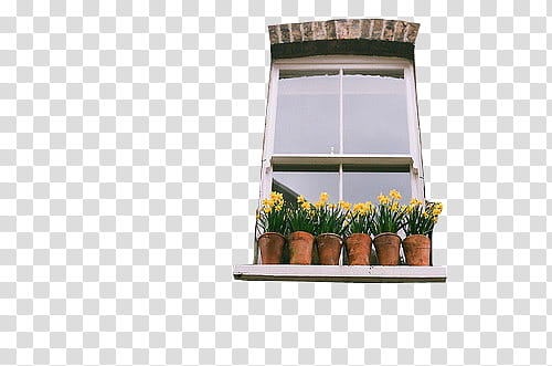 pots of yellow flowers on window transparent background PNG clipart