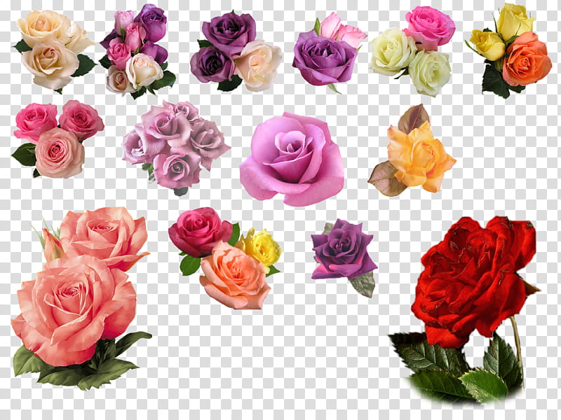 rose, assorted-color rose flowers transparent background PNG clipart